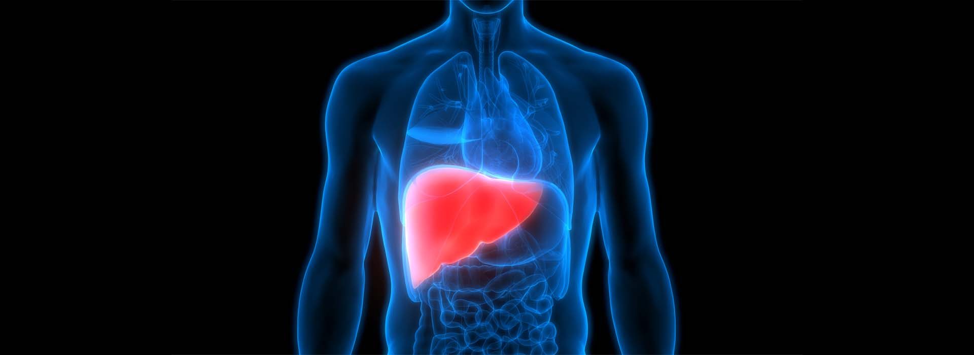 3D Illustration of Human Body Organs Anatomy (Liver)